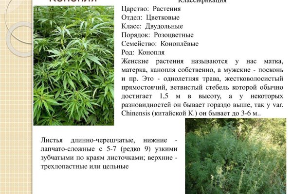 Ссылка кракен сегодня
